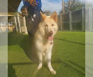 German Shepherd Dog-Unknown Mix Dogs for adoption in Camarillo, CA, USA
