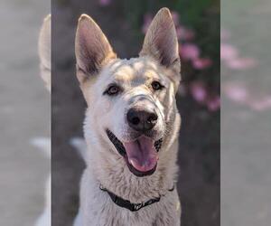 German Shepherd Dog-Unknown Mix Dogs for adoption in Sacramento, CA, USA