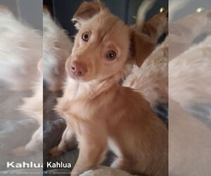 Mutt Dogs for adoption in Ellijay, GA, USA