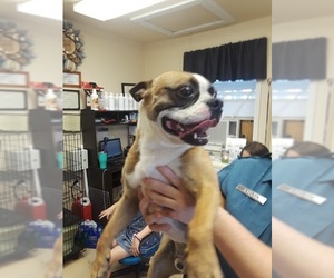 Faux Frenchbo Bulldog Dogs for adoption in Von Ormy, TX, USA