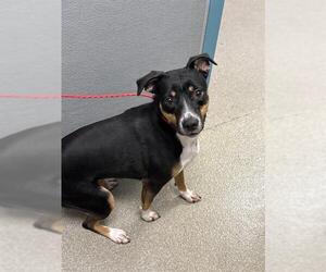 Mutt Dogs for adoption in Las Vegas, NV, USA