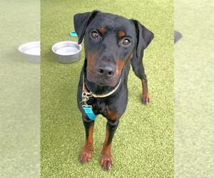Doberman Pinscher-Unknown Mix Dogs for adoption in Naples, FL, USA