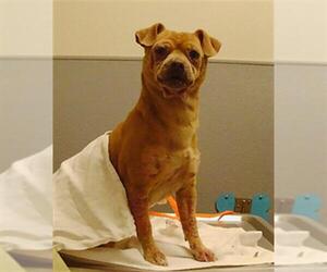 Chihuahua-Unknown Mix Dogs for adoption in Las Vegas, NV, USA