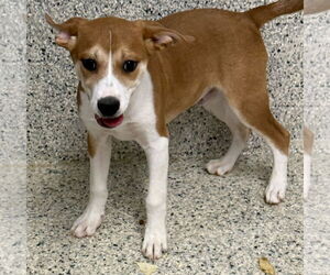Unknown-Vizsla Mix Dogs for adoption in Mechanicsburg, PA, USA