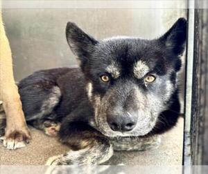 German Shepherd Dog-Unknown Mix Dogs for adoption in San Bernardino, CA, USA