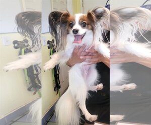 Papillon Dogs for adoption in Weston, FL, USA