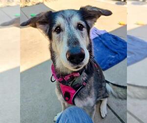 German Shepherd Dog Dogs for adoption in Sacramento, CA, USA