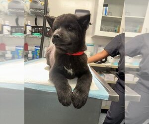 Medium Photo #1 Akita Puppy For Sale in Santa Clarita, CA, USA