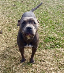 Staffordshire Bull Terrier Dogs for adoption in New Smyrna Beach, FL, USA