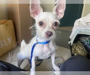 Chihuahua Dogs for adoption in Pasadena, CA, USA