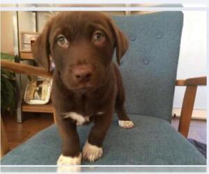 Medium Photo #1 Basset Hound-Labrador Retriever Mix Puppy For Sale in Von Ormy, TX, USA