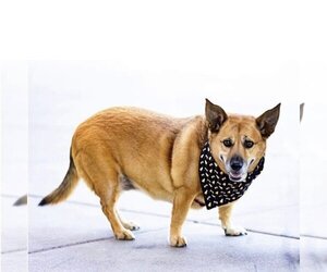 Pembroke Welsh Corgi-Unknown Mix Dogs for adoption in Hurricane, UT, USA