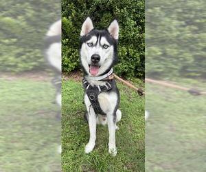 - Mix Dogs for adoption in Fort Lauderdale, FL, USA