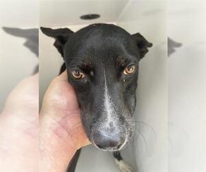 American Pit Bull Terrier-Unknown Mix Dogs for adoption in Houston, TX, USA