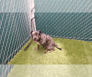 Medium Photo #1 French Bulldog-Unknown Mix Puppy For Sale in Downey, CA, USA