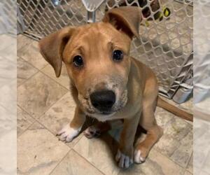 Sheprador Dogs for adoption in Redmond, WA, USA