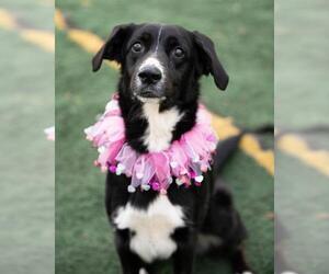 Border Collie-Unknown Mix Dogs for adoption in Temple, GA, USA