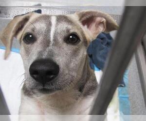 Dachshund-Unknown Mix Dogs for adoption in Orange, CA, USA