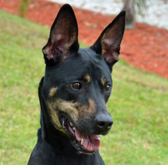 Doberman Pinscher Dogs for adoption in Englewood, FL, USA