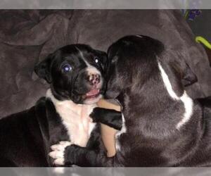 Medium Photo #1 American Pit Bull Terrier Puppy For Sale in Denton, TX, USA