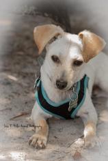 Medium Photo #1 Mutt Puppy For Sale in Freeport, FL, USA
