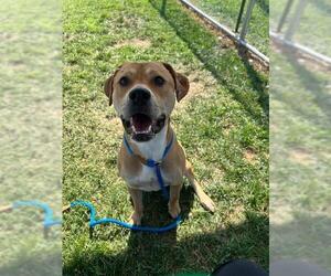 Black Mouth Cur Dogs for adoption in Louisville, KY, USA