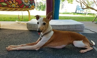 Medium Photo #1 Italian Greyhound Puppy For Sale in Richardson, TX, USA
