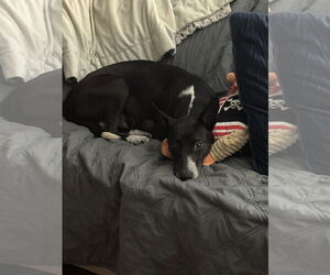 Mutt Dogs for adoption in Polson, MT, USA