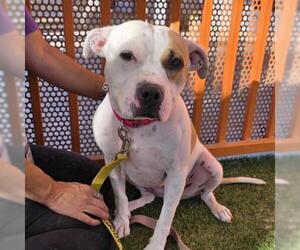 American Pit Bull Terrier-Unknown Mix Dogs for adoption in Las Vegas, NV, USA