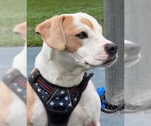 American Bulldog-Unknown Mix Dogs for adoption in Lake Forest, CA, USA