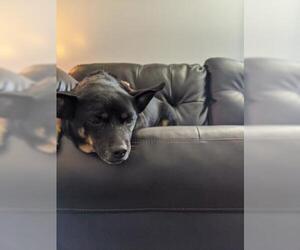 Miniature Pinscher Dogs for adoption in Newport, KY, USA