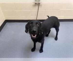 Labrador Retriever-Unknown Mix Dogs for adoption in Denver, CO, USA