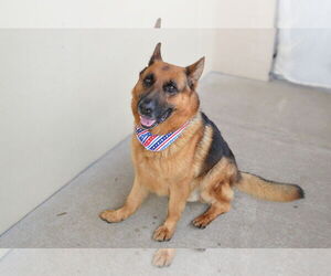 German Shepherd Dog-Unknown Mix Dogs for adoption in McKinney, TX, USA