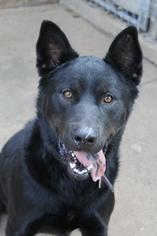 Akita-German Shepherd Dog Mix Dogs for adoption in Morganton, NC, USA