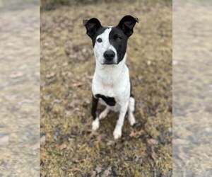 Jack Russell Terrier-Unknown Mix Dogs for adoption in Shreveport, LA, USA