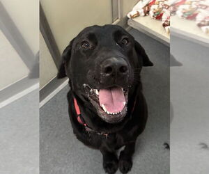 Labrador Retriever Dogs for adoption in Glen Allen, VA, USA
