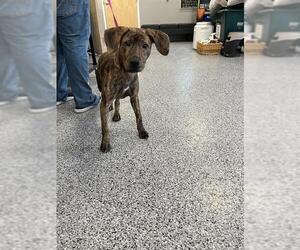 Mutt Dogs for adoption in Palmetto, FL, USA