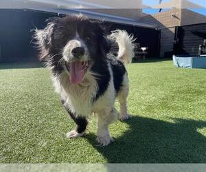 Dachshund-Unknown Mix Dogs for adoption in Orange, CA, USA