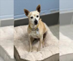 Chihuahua Dogs for adoption in Fort Collins, CO, USA