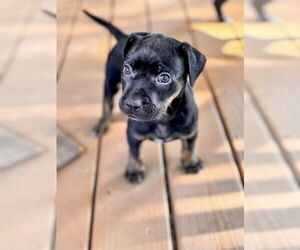 American Staffordshire Terrier-Unknown Mix Dogs for adoption in Raleigh, NC, USA