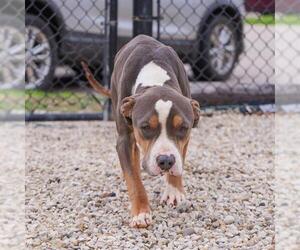 American Pit Bull Terrier Dogs for adoption in Waco, TX, USA
