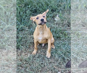 Labrador Retriever-Unknown Mix Dogs for adoption in Sheboygan, WI, USA