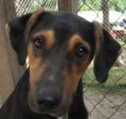 Shepradors Dogs for adoption in Ben Wheeler, TX, USA