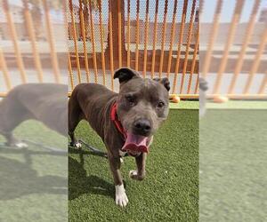 American Pit Bull Terrier-Unknown Mix Dogs for adoption in Las Vegas, NV, USA