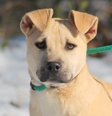 Black Mouth Cur Dogs for adoption in Sparta, TN, USA