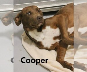 American Pit Bull Terrier-Unknown Mix Dogs for adoption in Augusta, GA, USA