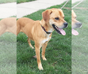 Puggle Dogs for adoption in LAKE ST LOUIS, MO, USA