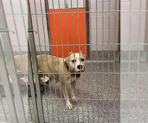 Bulldog-Unknown Mix Dogs for adoption in Palmetto, FL, USA