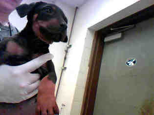 Doberman Pinscher Dogs for adoption in Conroe, TX, USA