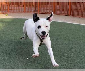 American Pit Bull Terrier-Unknown Mix Dogs for adoption in Las Vegas, NV, USA